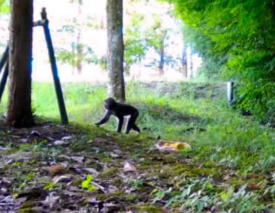 Imagens cedidas pelo governo local dos macacos que est&atilde;o aterrorizando cidade – Foto: governo da cidade de Yamaguchi/Reprodu&ccedil;&atilde;o/ND