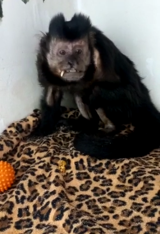 Por conta dos ferimentos, animal precisou ter o bra&ccedil;o amputado – Foto: Reprodu&ccedil;&atilde;o/Divulga&ccedil;&atilde;o