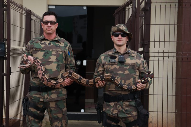 Jiboia de 3 metros &eacute; encontrada com foragido da Justi&ccedil;a em Cambori&uacute; – Foto: Matheus Silva