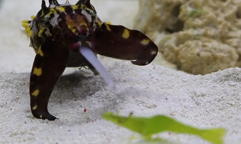 Momento do ataque do molusco