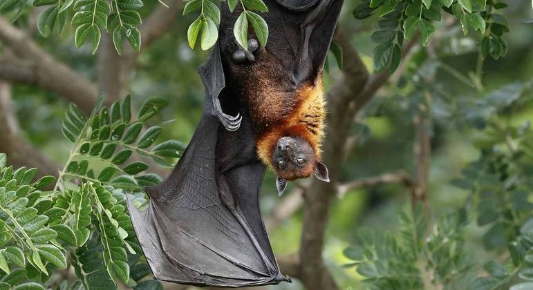 Morcegos conhecidos como raposas voadoras s&atilde;o reservat&oacute;rios naturais de Henipavirus – Foto: Dom&iacute;nio P&uacute;blico/R7/Reprodu&ccedil;&atilde;o/ND