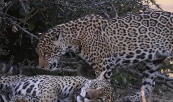 Carinho entre onças 