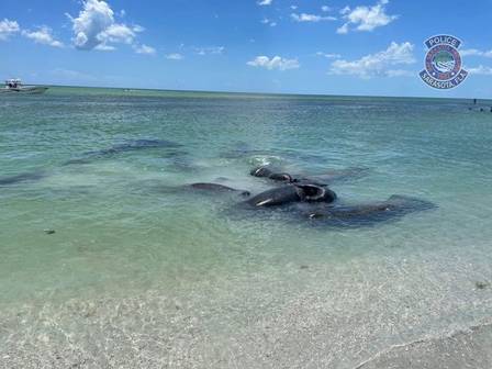 “Orgias” de peixe-boi ocorrem durante acasalamento da esp&eacute;cie na Fl&oacute;rida, nos Estados Unidos – Foto: Divulga&ccedil;&atilde;o/ND