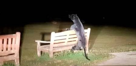 O predador n&atilde;o representava um risco. A tal fera n&atilde;o passava de um bicho de pel&uacute;cia em tamanho real. – Foto: Internet/Divulga&ccedil;&atilde;o/ND