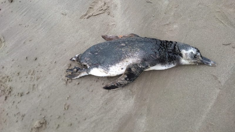 Pinguim foi encontrado neste domingo (7) – Foto: Reprodu&ccedil;&atilde;o/ND