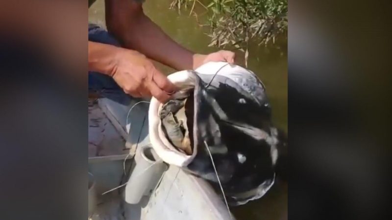 Pintado morre com tartagura na boca – Foto: Reprodu&ccedil;&atilde;o/ND