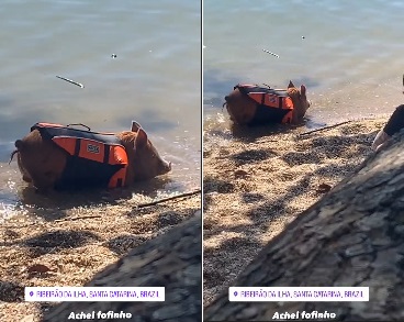 Porco foi visto de colete salva-vidas em Florian&oacute;polis – Foto: Divulga&ccedil;&atilde;o/ND