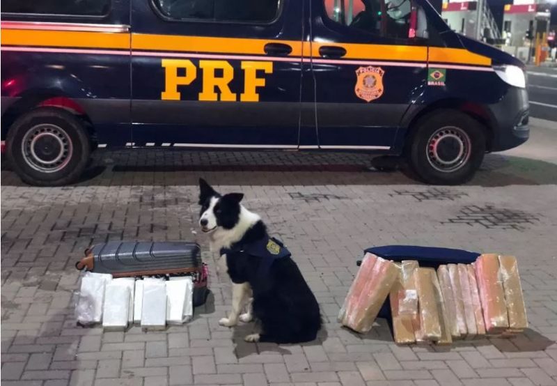 Cachorro farejou e descobriu 30kg de drogas em dois &ocirc;nibus – Foto: PRF/Divulga&ccedil;&atilde;o/ND