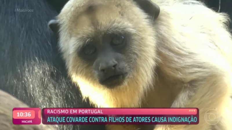 Imagem de macaco aparece em mat&eacute;ria sobre den&uacute;ncia de racismo – Foto: Reprodu&ccedil;&atilde;o/Globoplay