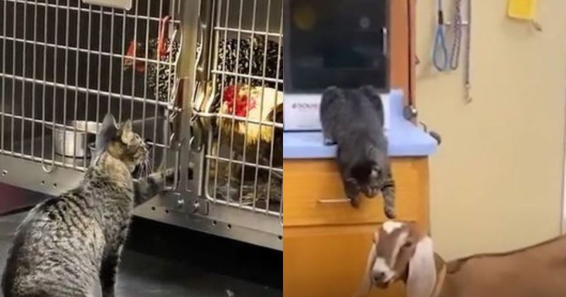 Gata faz carinho em animais internados