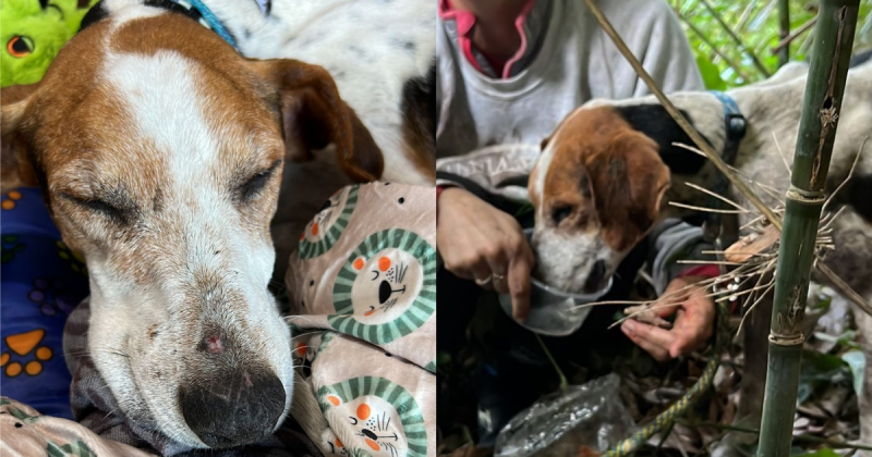 Cachorro foi resgatado nesta segunda (1&ordm;) – Foto: Divulga&ccedil;&atilde;o/ND