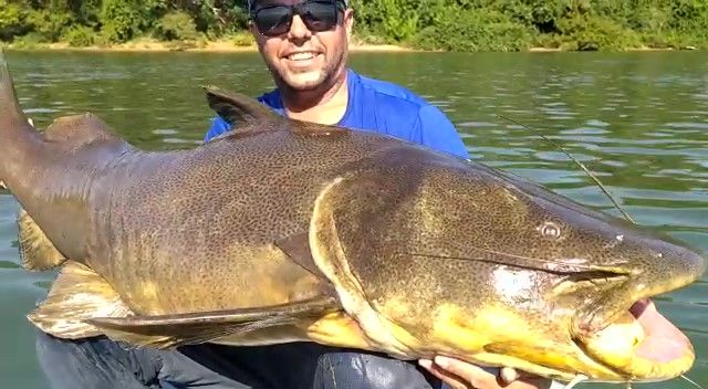 Pescadores capturam peixe de 1,60 metro no Rio Paran&aacute;, em Porto Rico – Foto: Arquivo Pessoal/ND
