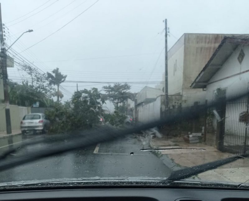 Queda de &aacute;rvore na rua Agrol&acirc;ndia, bairro Vila Real – Foto: Reprodu&ccedil;&atilde;o/ND