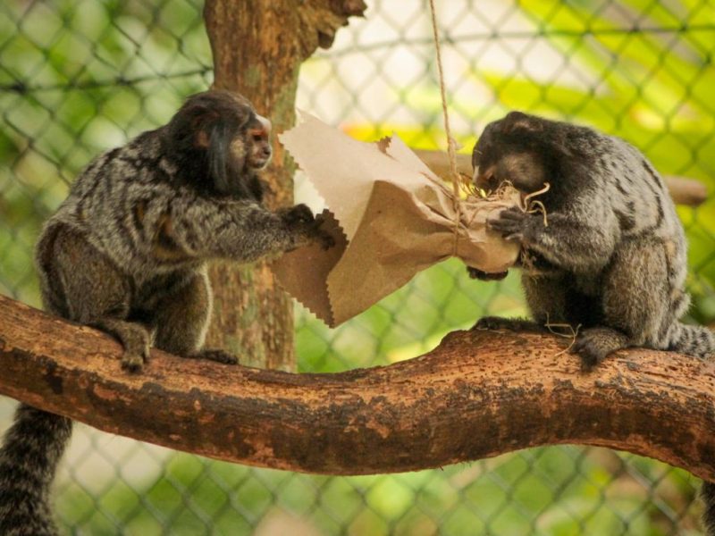 Macacos saguis são encontrados mortos em Floriano e suspeita é de  intoxicação - Cidades em Foco
