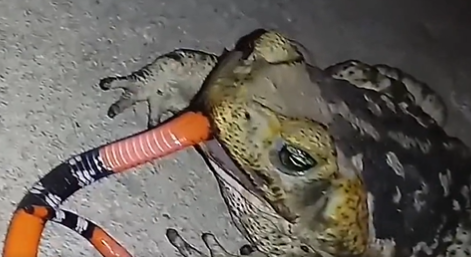 Sapo devora cobra-coral