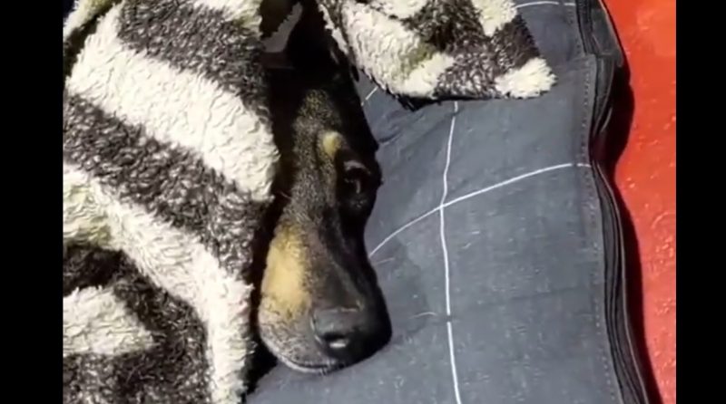 cachorros em posto de combustíveis