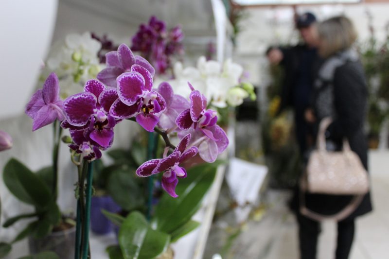 Exposi&ccedil;&atilde;o segue at&eacute; o dia 14 de agosto. – Foto: SOCO/Divulga&ccedil;&atilde;o/ND