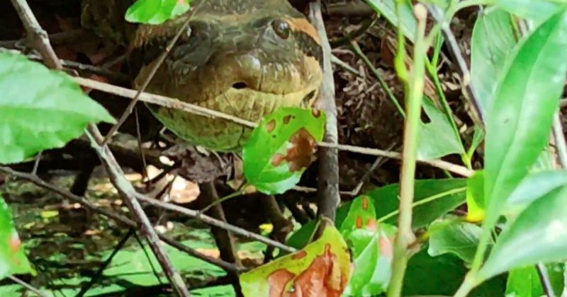“Ela t&aacute; meio braba hoje”, diz aventureiro que encontrou a sucuri – Foto: Reprodu&ccedil;&atilde;o