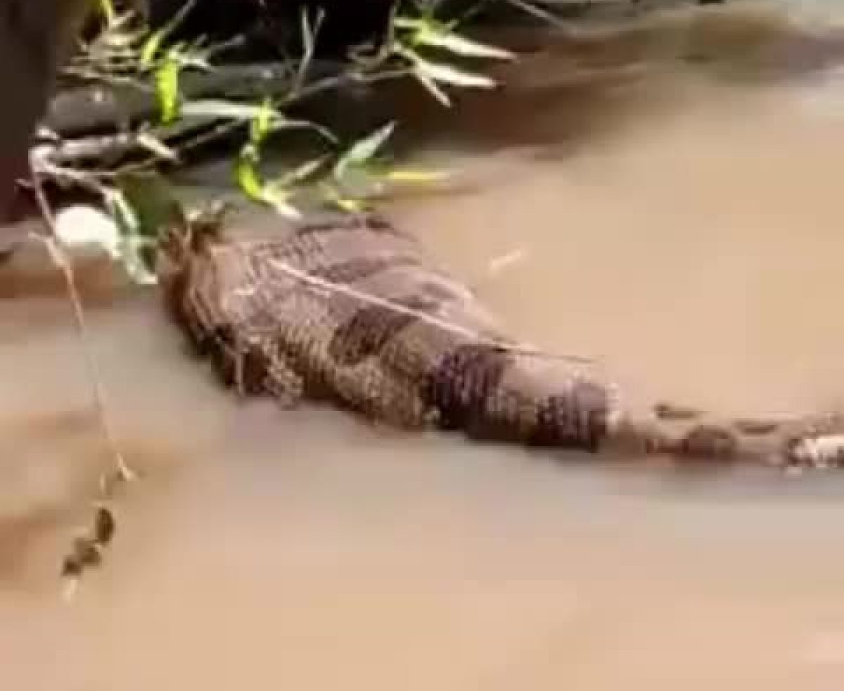 vÍdeo sucuri gigante faz aparição surpresa e choca pescadores nd mais