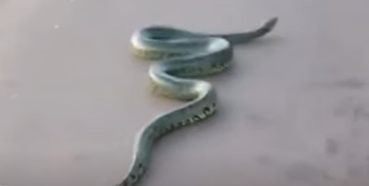 Sucuri em alta velocidade na estrada