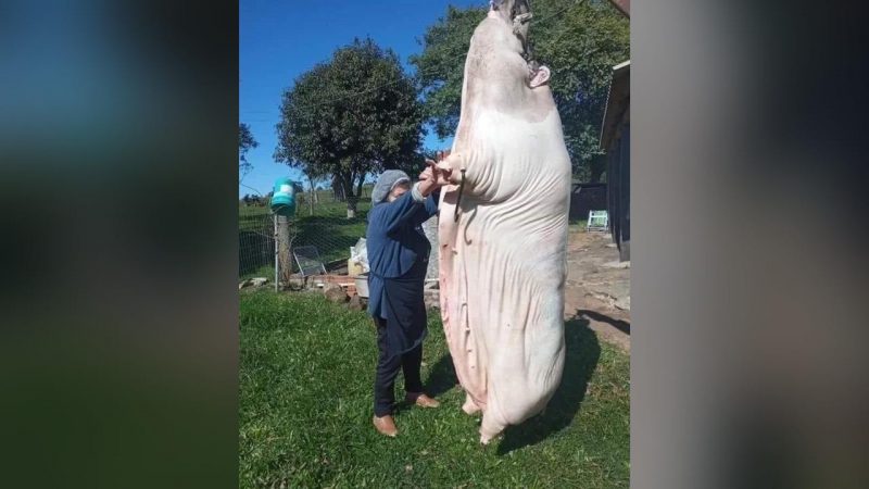 Porco de 340 kg vira not&iacute;cia no Rio Grande do Sul – Foto: Reprodu&ccedil;&atilde;o/ND