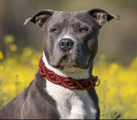 Apesar do preconceito, os pit bulls s&atilde;o uma ra&ccedil;a que &eacute; uma excelente companhia para fam&iacute;lia – Foto: Reprodu&ccedil;&atilde;o/@amstaff_smokey_/ND