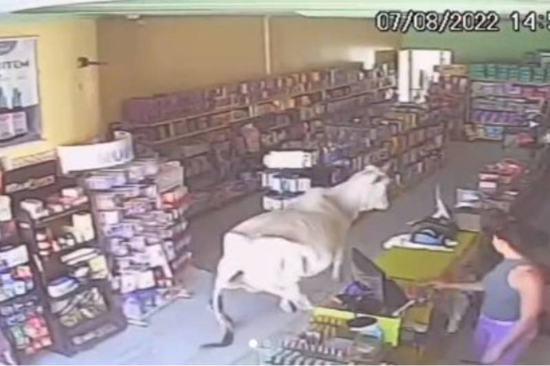 Vaca ‘invadiu’ farm&aacute;cia e assustou atendente, na Bahia – Foto: Reprodu&ccedil;&atilde;o/Instagram/ND