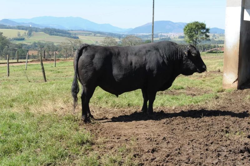 Os bois da ra&ccedil;a Wagyu ser&atilde;o atra&ccedil;&atilde;o em feira do agroneg&oacute;cio que inicia dia 17 de agosto em Crici&uacute;ma. – Foto: Divulga&ccedil;&atilde;o