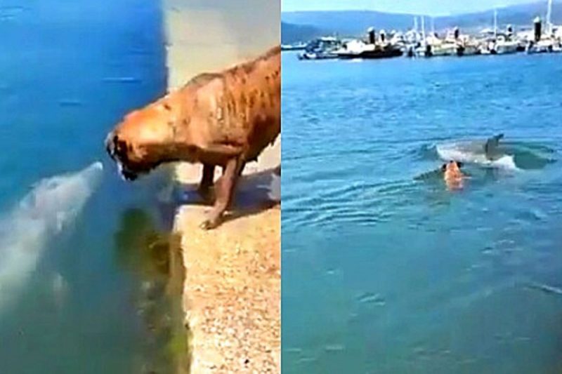 Cachorro e golfinho brincam juntos – Foto: Divulga&ccedil;&atilde;o
