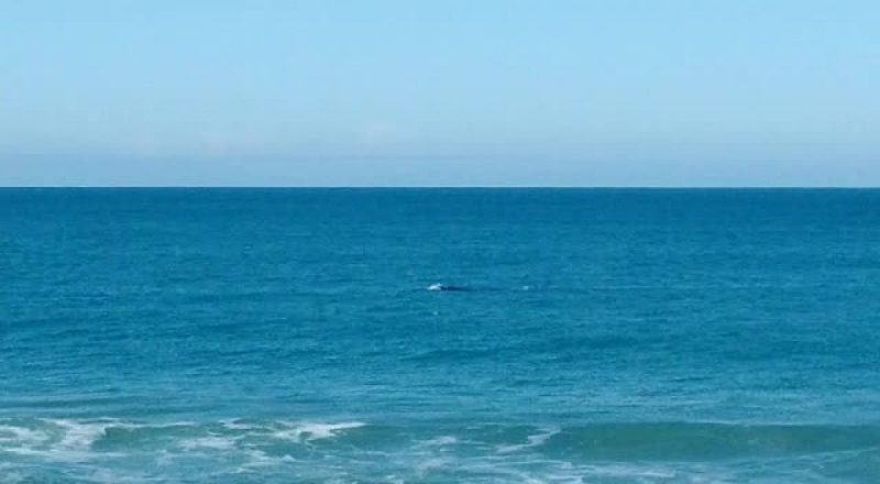 FRAME - Whale spotted near Morro das Pedras - Photo: Enrique Zanotto/NDTV