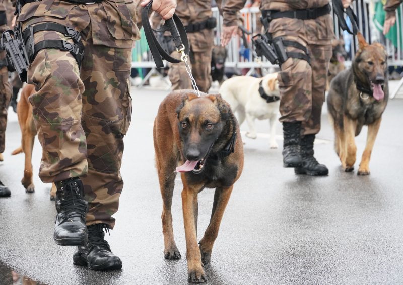 Desfile cívico-militar de 7 de setembro em Florianópolis