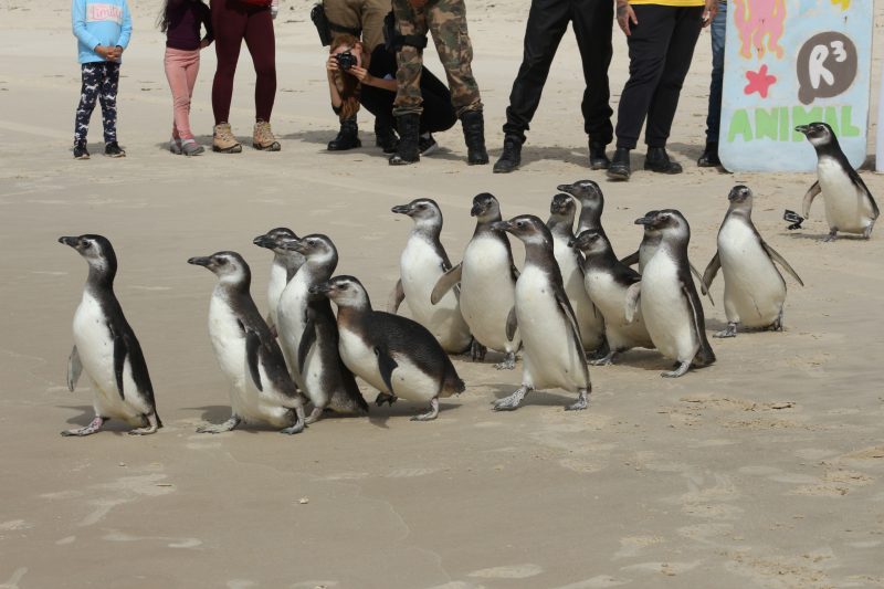 Foto de vários pinguins na praia Migração dos animais para o Brasil é comum nessa époa do ano