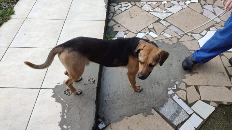 Mulher &eacute; presa por abandonar animais duas vezes em uma semana em Itaja&iacute; – Foto: GMI/Divulga&ccedil;&atilde;o/ND