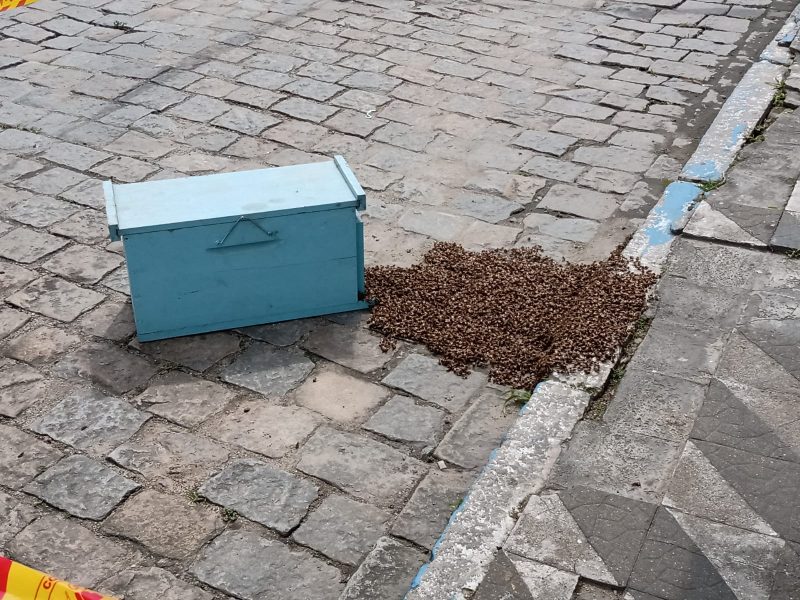 Enxame de abelhas estava em uma rua central de Gaspar – Foto: Raquel Bauer/ND