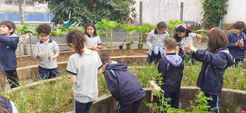 Alunos de Joinville revitalizam horta de escola e criam festival do aipim