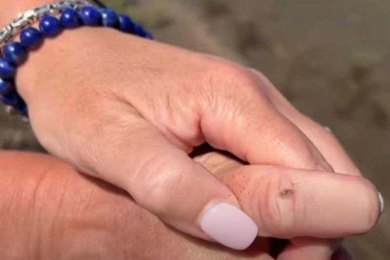 Quando est&atilde;o reunidos em enxame, animais costumam causar mais dores – Foto: REPRODU&Ccedil;&Atilde;O/YOUTUBE/CBS 8 SAN DIEGO