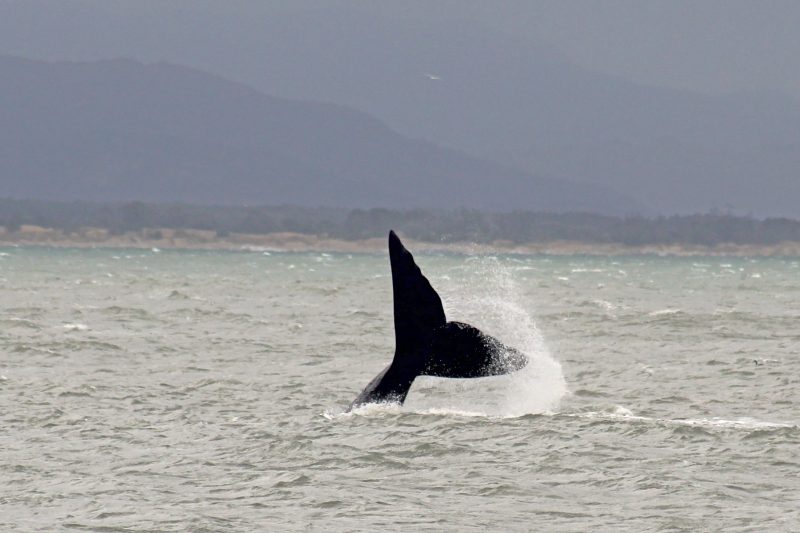 Baleia franca em Laguna