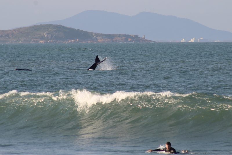 Baleia franca, em Laguna – Foto: Elvis Palma