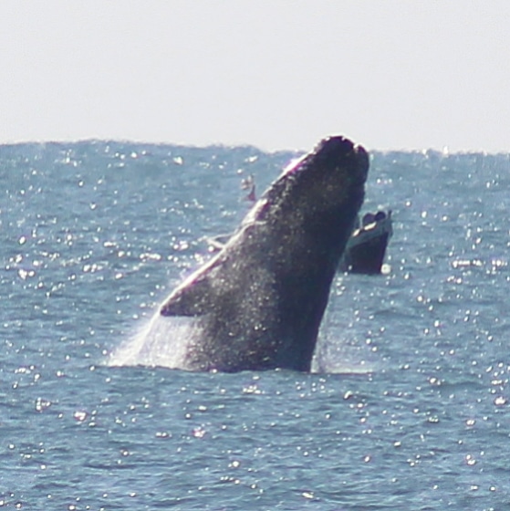 Baleia franca na Praia de Siri&uacute;, em Garopaba – Foto: Daniel Rodrigues