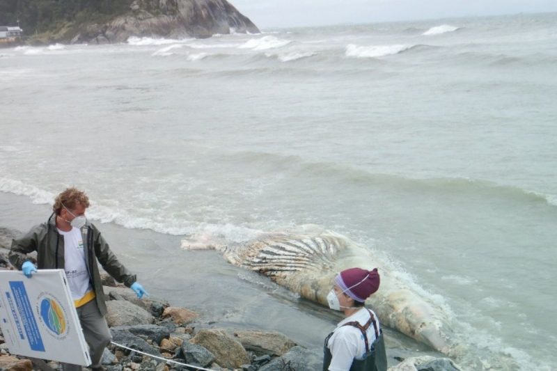 Baleia-jubarte foi encontrada morta em S&atilde;o Francisco do Sul – Foto: PMP/Divulga&ccedil;&atilde;o