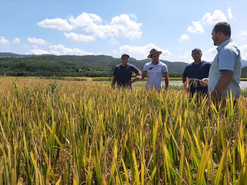 O Valor Bruto da Produ&ccedil;&atilde;o Agropecu&aacute;ria contabilizou mais de R$ 28 bilh&otilde;es e mais da metade desse total &eacute; resultado da agricultura familiar – Foto: Divulga&ccedil;&atilde;o