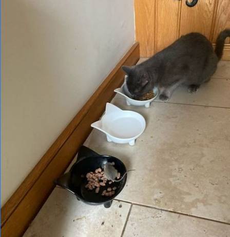 Misty e seu amigo rato em uma refei&ccedil;&atilde;o. – Foto: Reprodu&ccedil;&atilde;o/ND