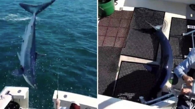 Mako salta e cai dentro de barco na costa dos EUA – Foto: Reprodu&ccedil;&atilde;o/Instagram