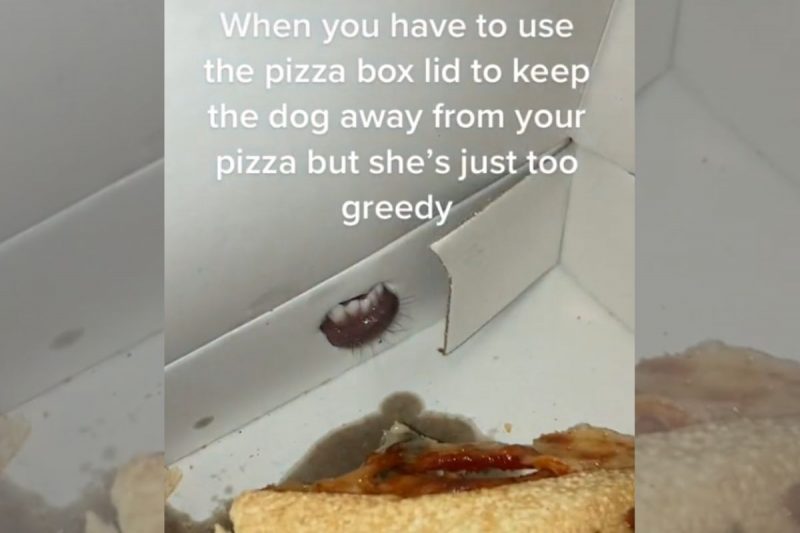 Cachorrinha tentou de tudo para experimentar a pizza – Foto: Reprodu&ccedil;&atilde;o/Internet