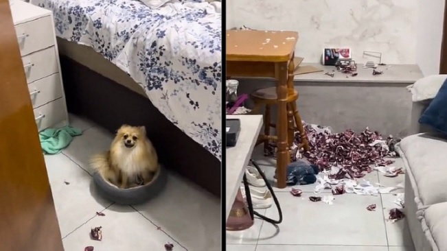 Cachorro destruiu cerca de 250 pacotes de figurinhas