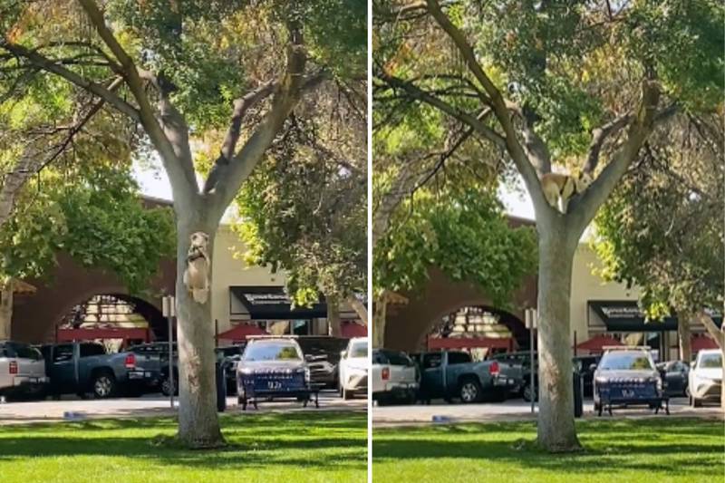 Cachorro sobe e senta na &aacute;rvore – Foto: Reprodu&ccedil;&atilde;o/Internet