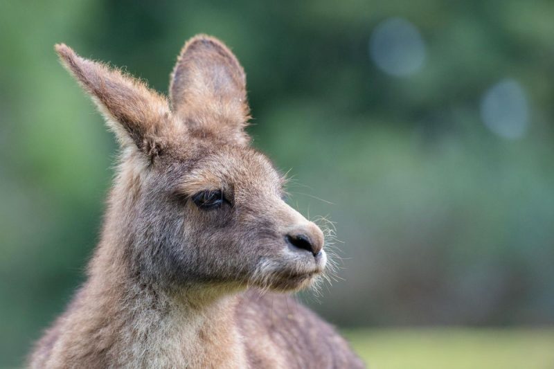 Imagem ilustrativa – Foto: Penny/Pixabay