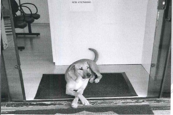 Juiz pede pris&atilde;o de catarinense que jogou &aacute;cido em c&atilde;o&nbsp; – Foto: TJSC/ND