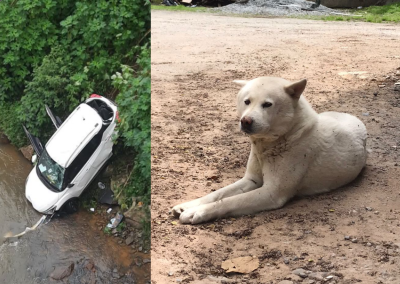 C&atilde;o denuncia esconderijo e bandido &eacute; preso em Santo Amaro da Imperatriz – Foto: Leonardo Dreher/Divulga&ccedil;&atilde;o/ND