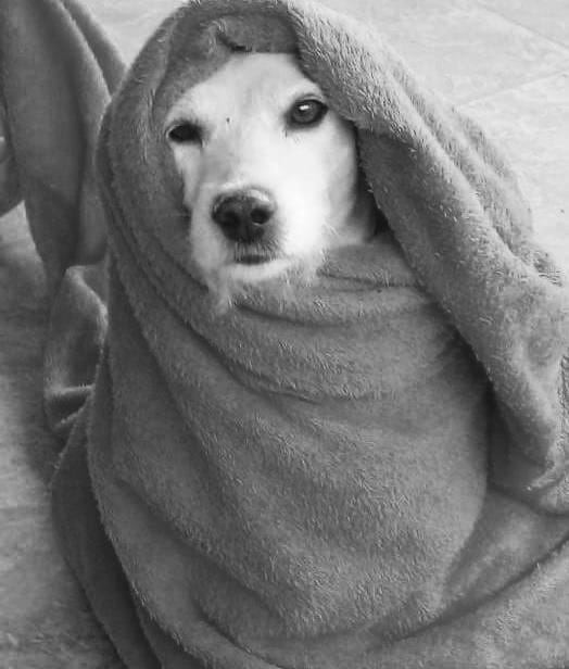 Cachorro v&iacute;tima do ataque – Foto: Arquivo pessoal/Divulga&ccedil;&atilde;o